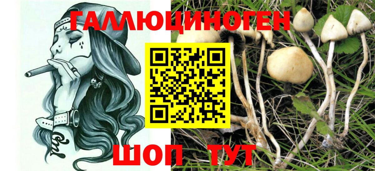 Галлюциногенные грибы мицелий Балтийск